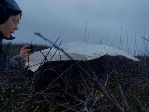 Frances-Hatch Murmuration tending. Cogden Nature Reserve