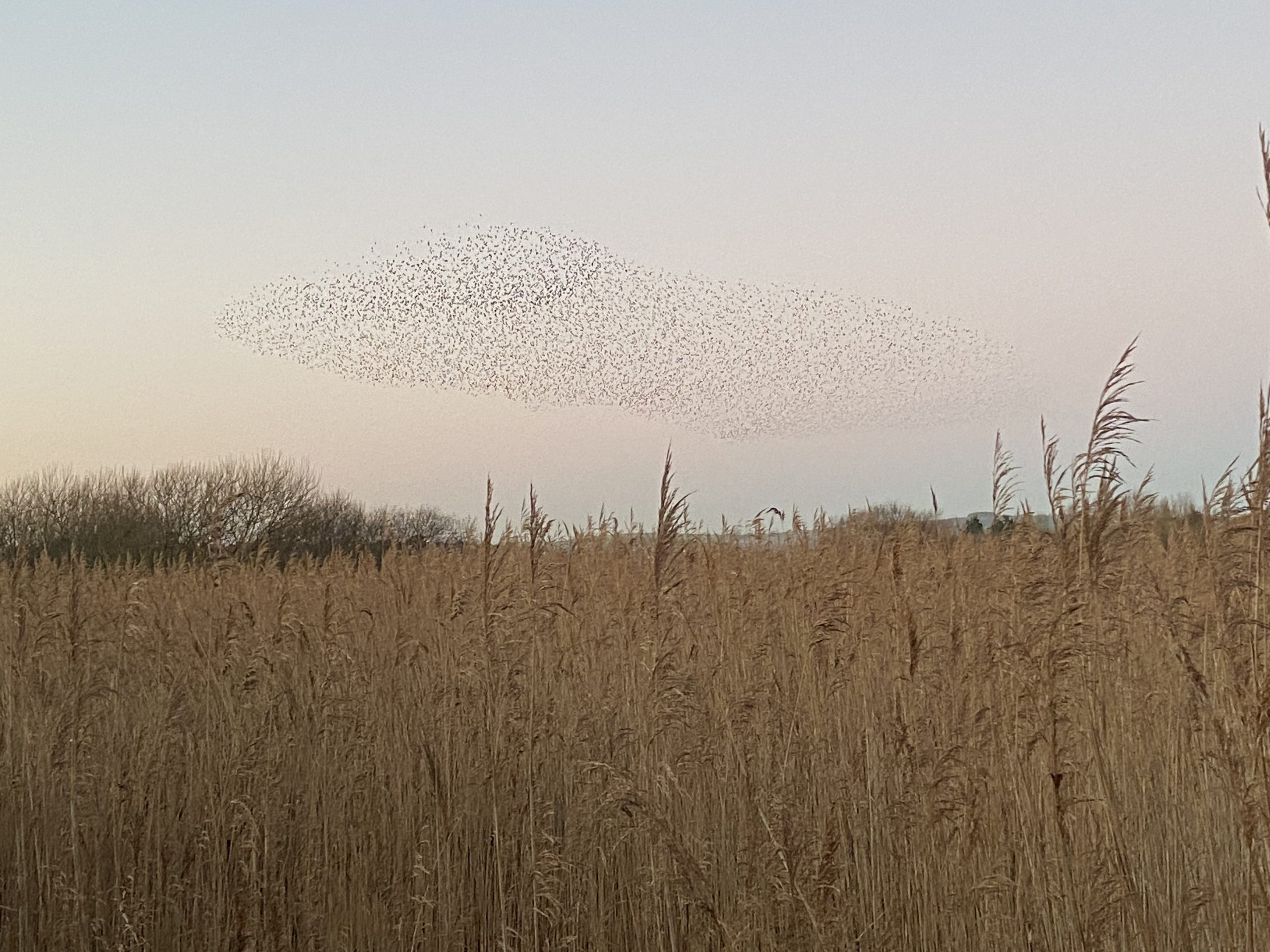January Marsh