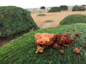 Norfolk Spring 2016 TITCHWELL 4