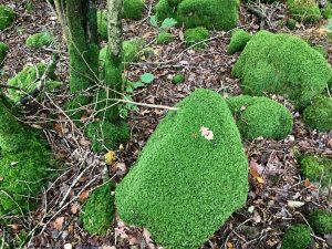 Moss cushion by Frances Hatch